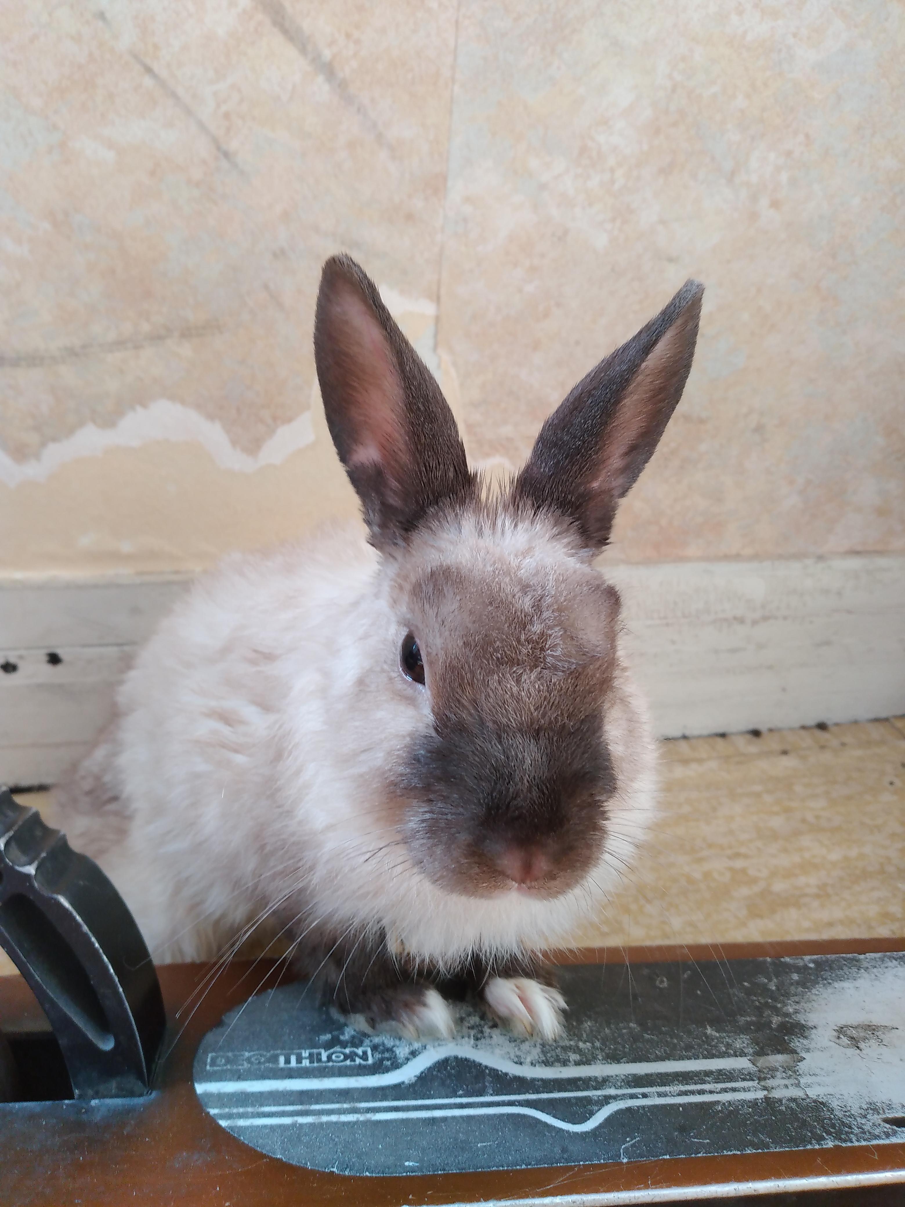 Service garde lapin 95 entre particuliers