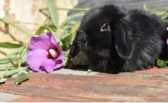 Demander ce petsitter