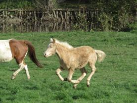 Service garde animaux entre particuliers