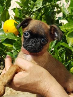 Service : chien Service : chien