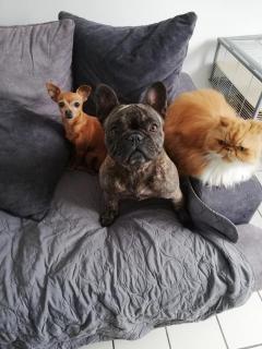 Service : garde animaux Service : garde animaux