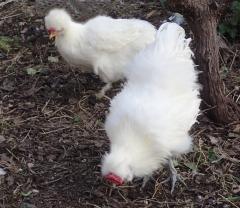 Service : gardiennage Service : gardiennage