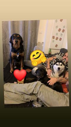 Service : chien Service : chien