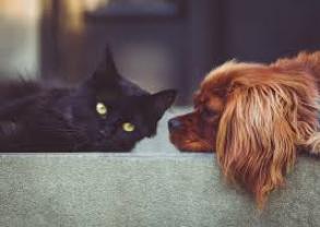 Service : garde animaux Service : garde animaux