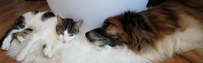Demander ce petsitter