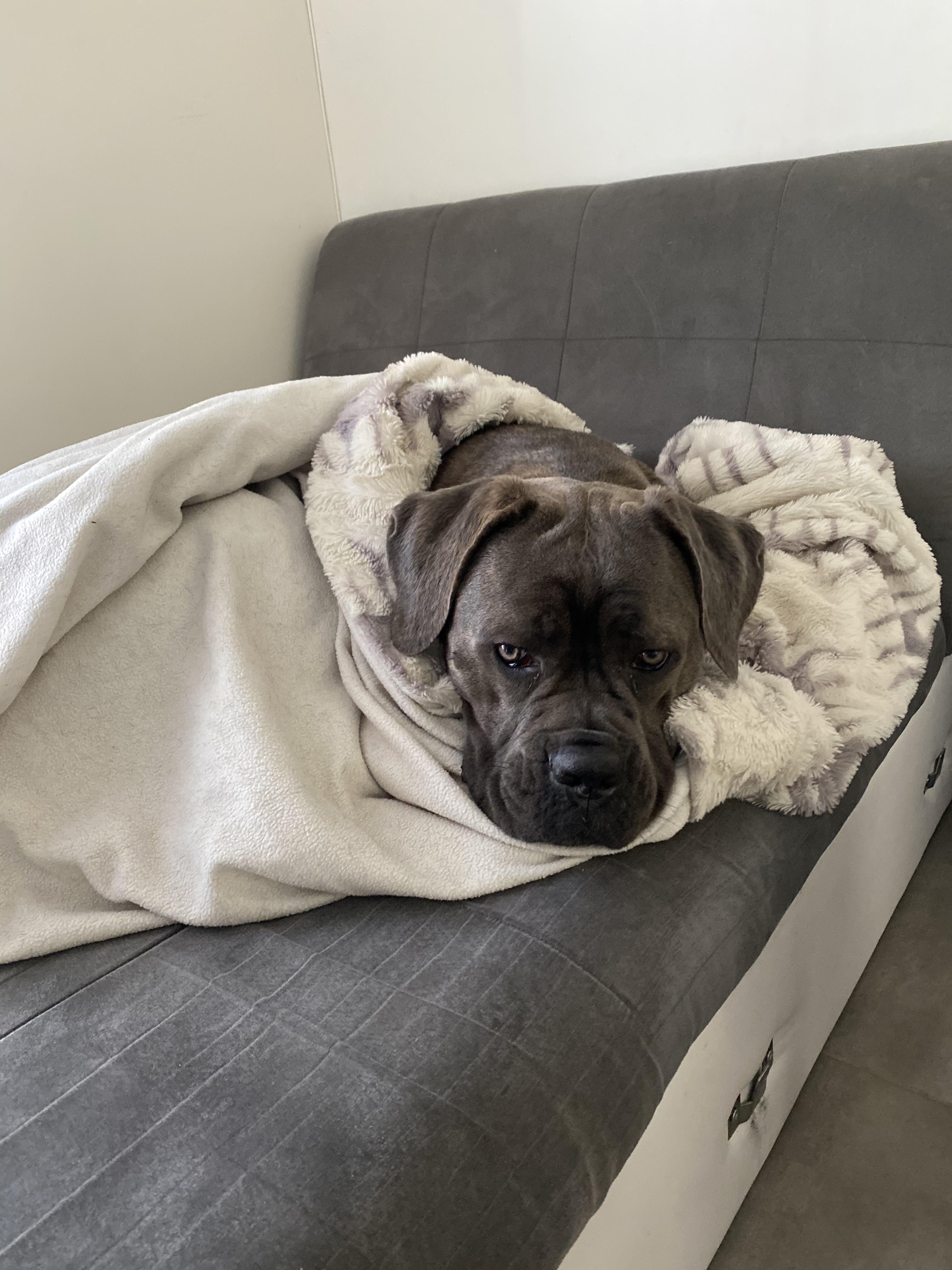 Service chien 93 entre particuliers