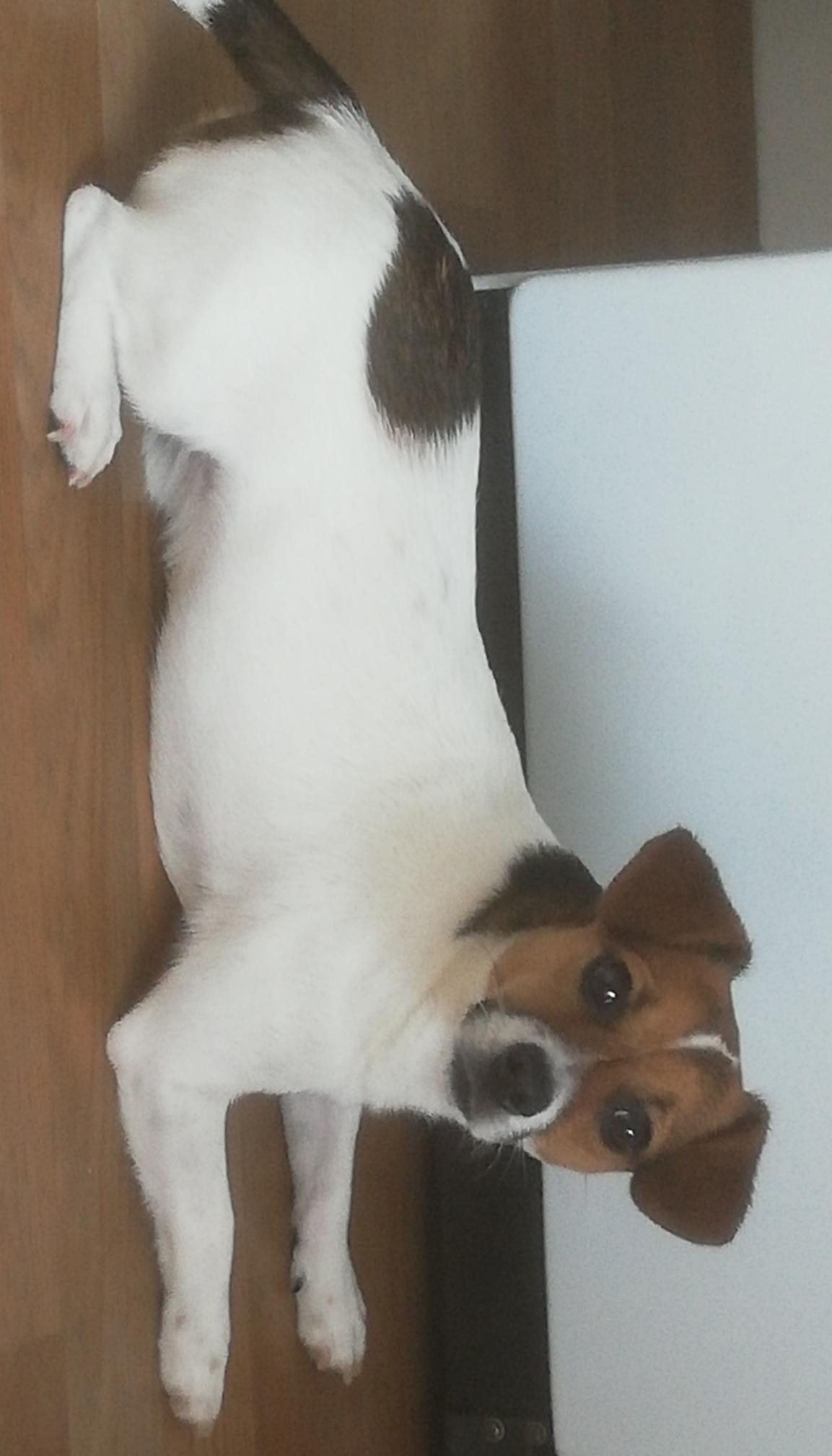 Service chien 29 entre particuliers
