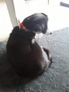 Service : chien Service : chien