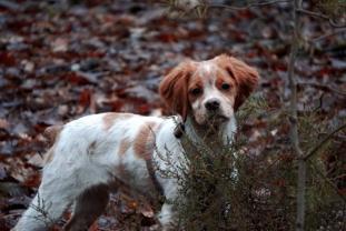 Service : photographie Service : photographie