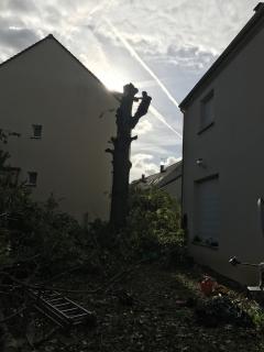 Service : elagage Service : elagage