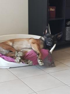 Service : chien Service : chien