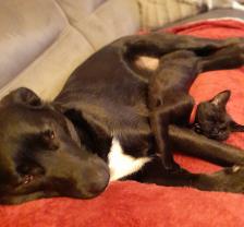 Demander ce petsitter