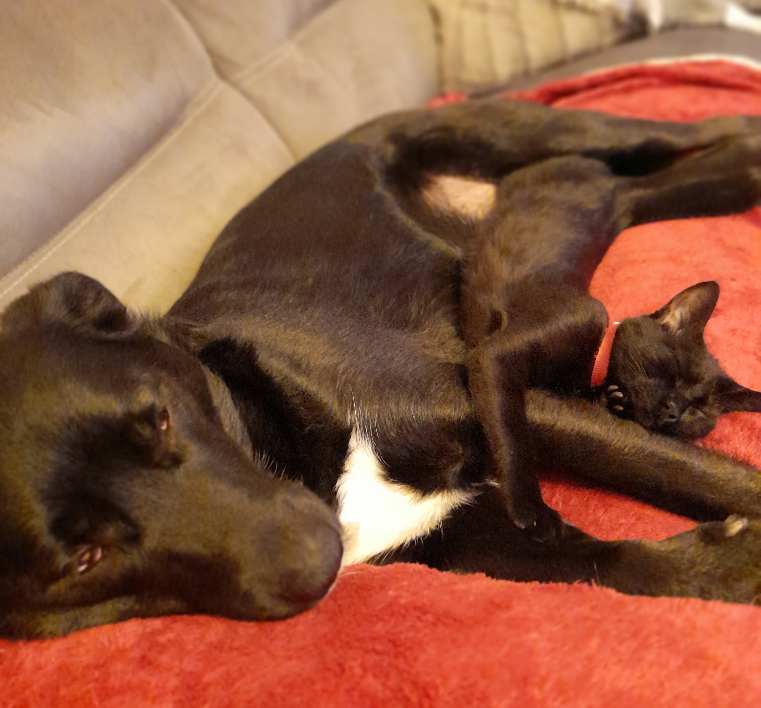 Service chien 26 entre particuliers
