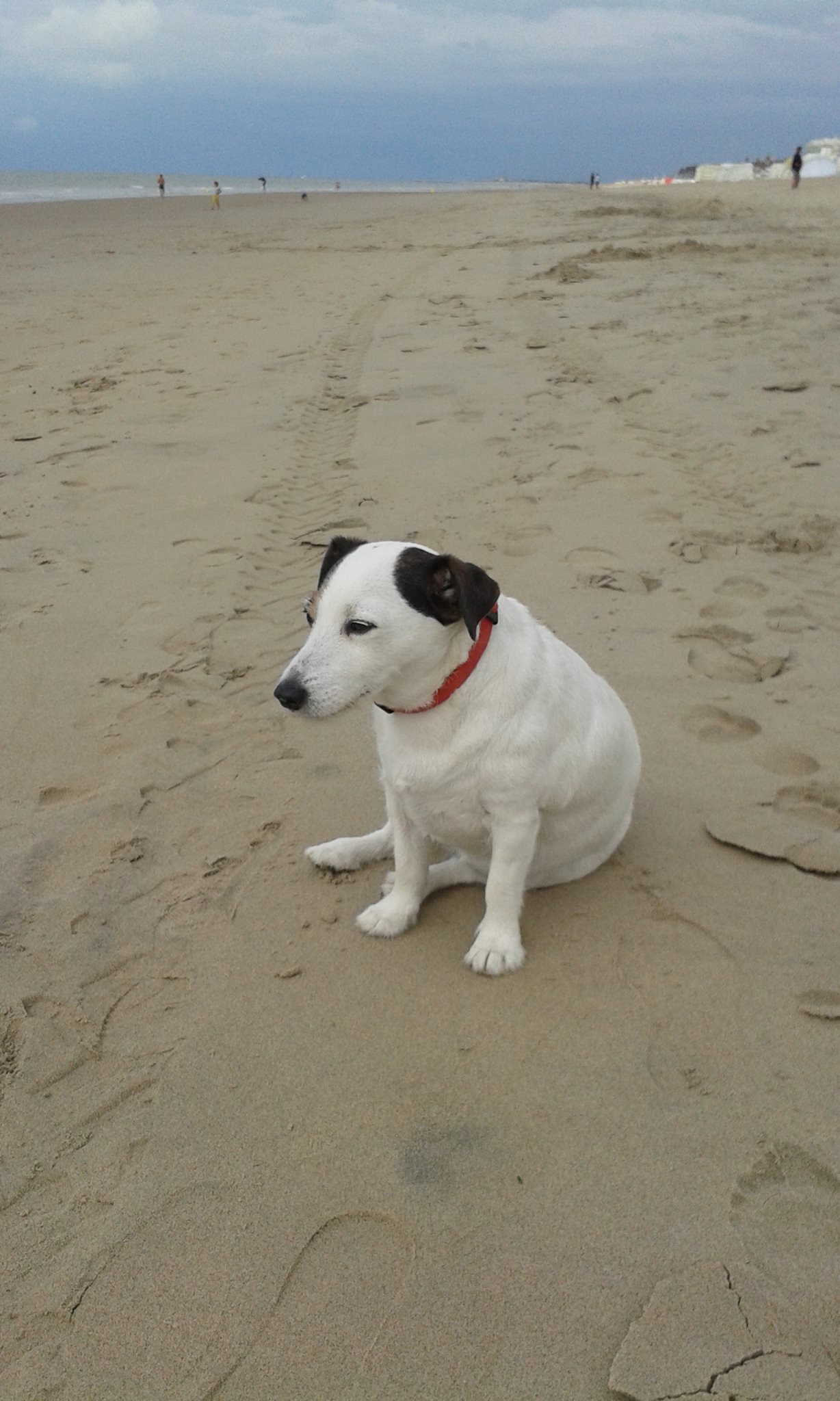 Service chien 51 entre particuliers