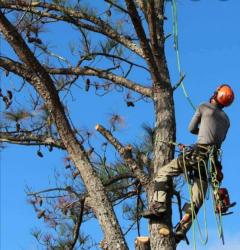 Service : elagage Service : elagage