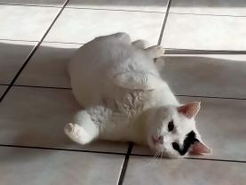 Service : garde animaux Service : garde animaux