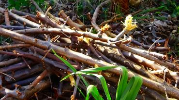 Service : entretien espace vert Service : entretien espace vert