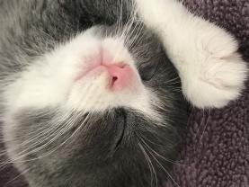 Service : garde animaux Service : garde animaux