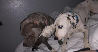 Service : chien Service : chien