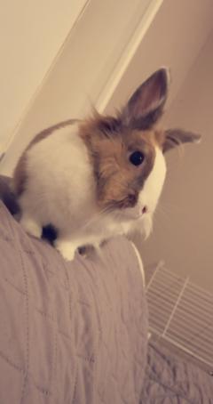 Service : garde lapin Service : garde lapin