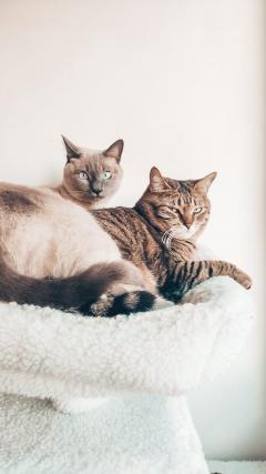 Service : chat Service : chat