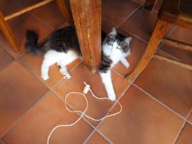 Service : garde animaux Service : garde animaux