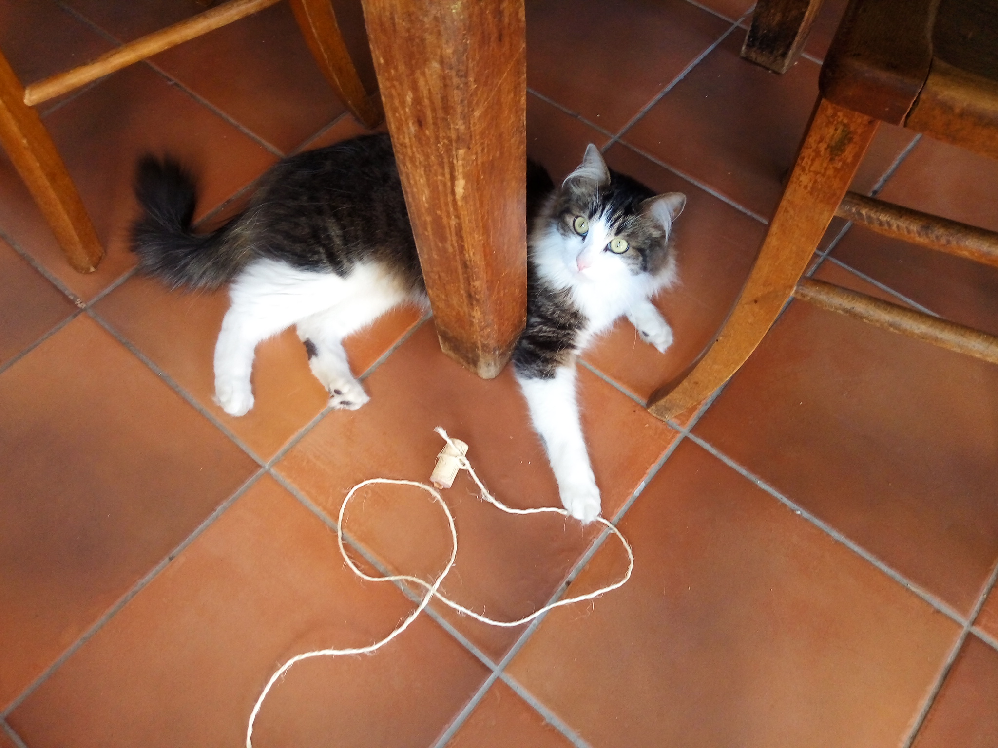 Service garde animaux 01 entre particuliers