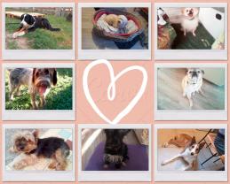 Service : chien Service : chien