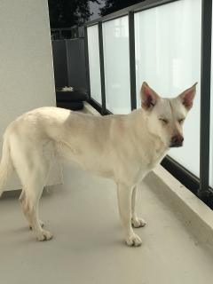 Service : chien Service : chien