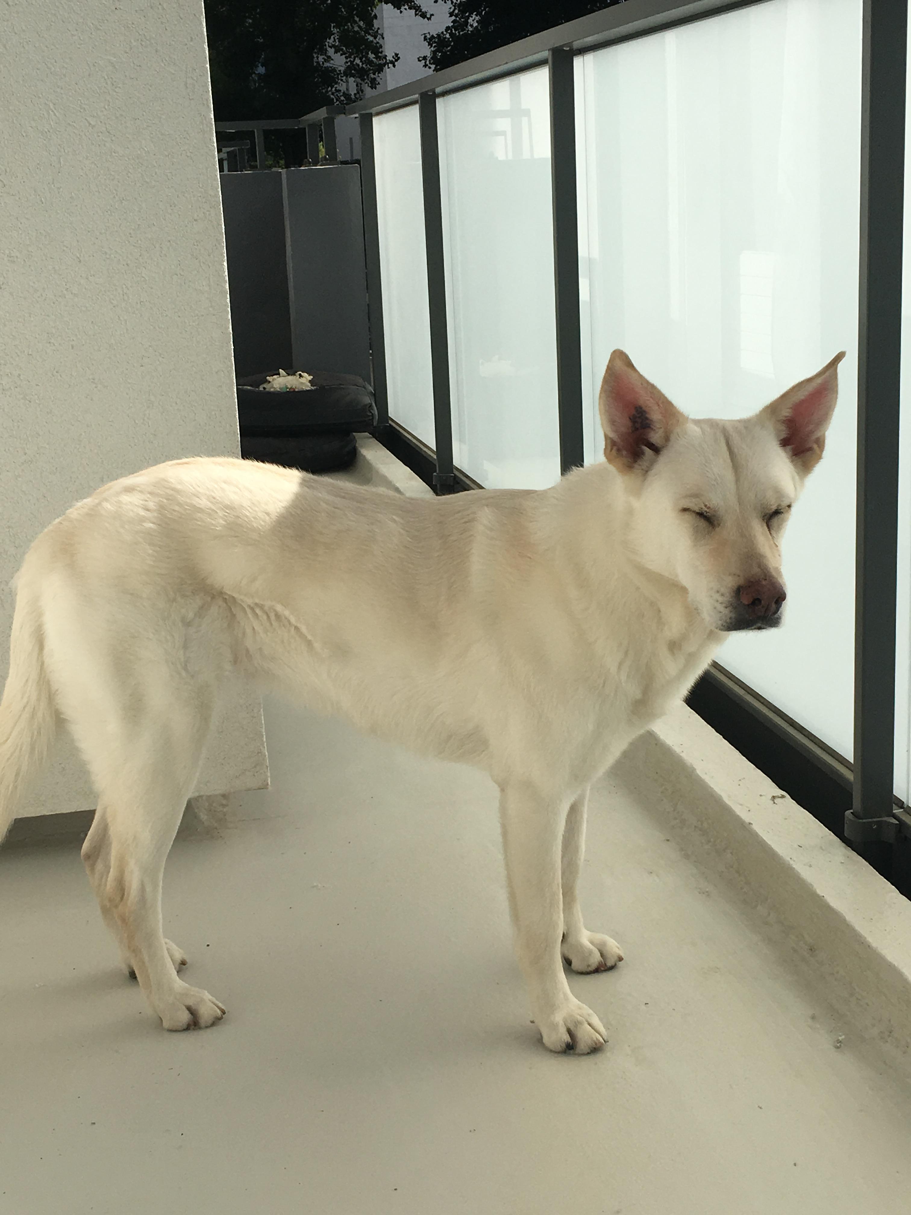 Service chien 37 entre particuliers