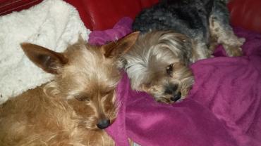 Service : chien Service : chien