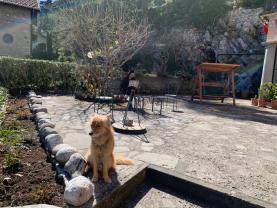 Service : chien Service : chien