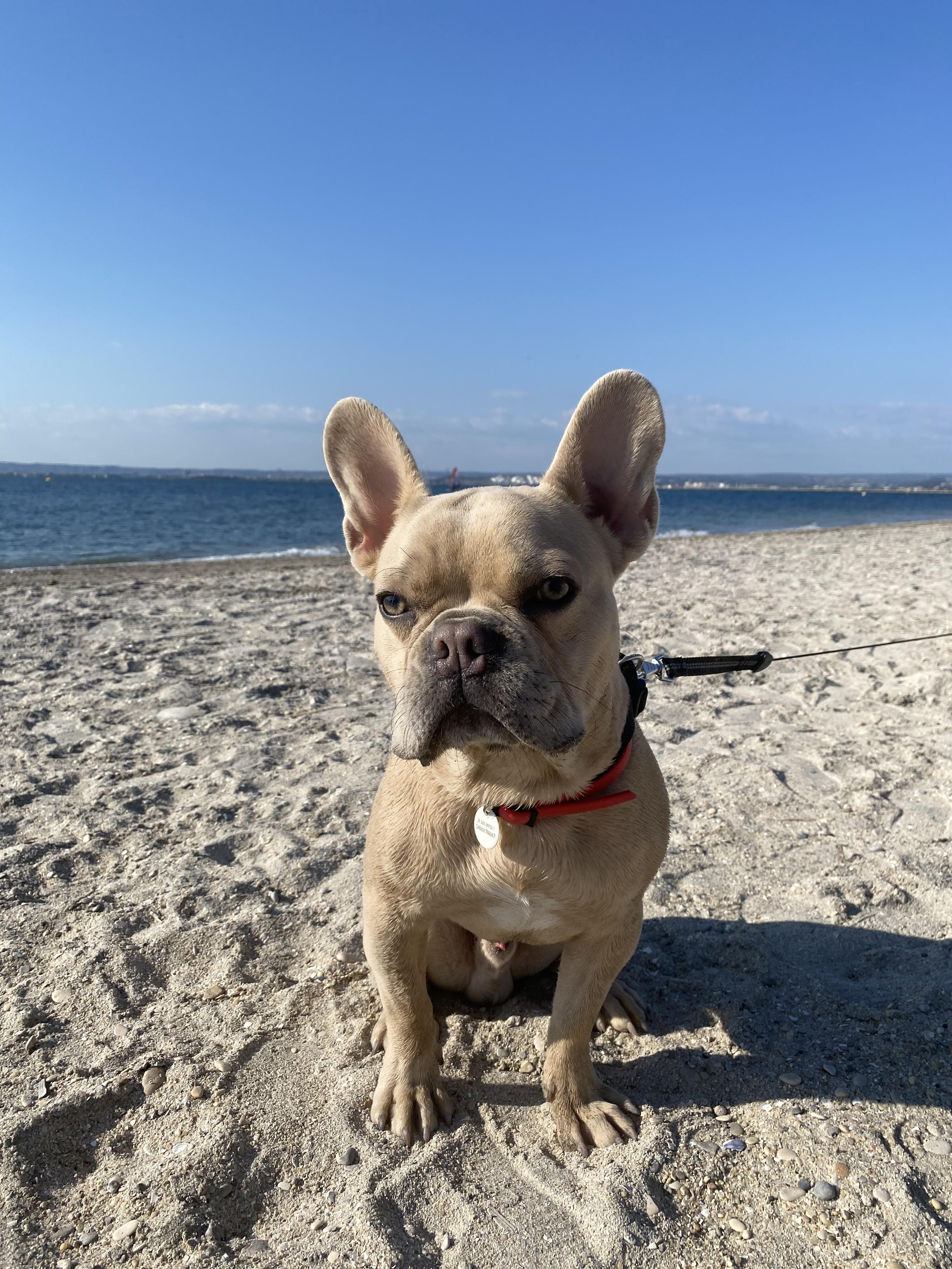 Service chien 13 entre particuliers