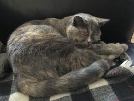 Service : chat Service : chat