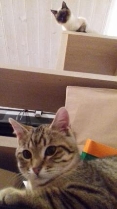 Service : chat Service : chat