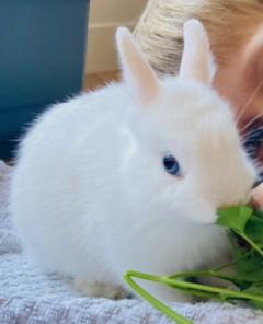 Service : garde lapin Service : garde lapin