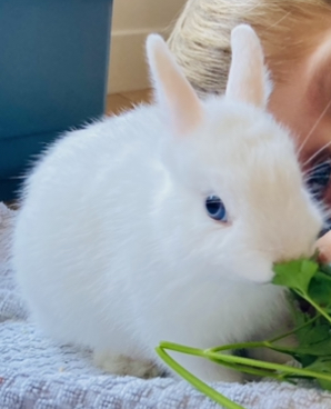 Service garde lapin 75 entre particuliers