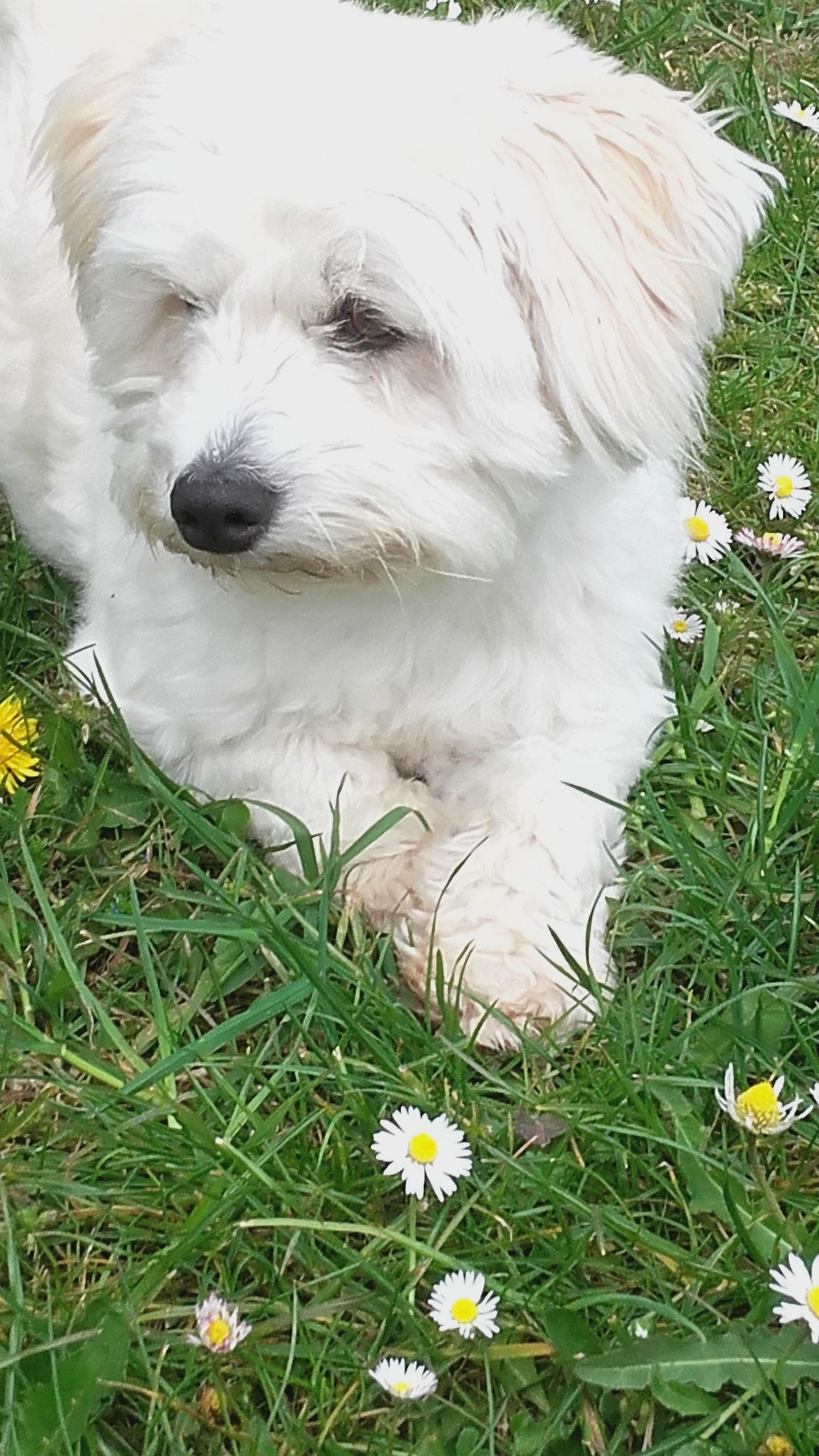 Service chien 62 entre particuliers