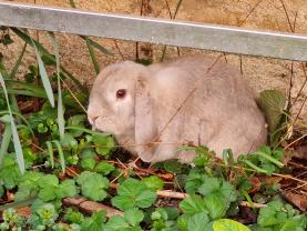 Service garde lapin entre particuliers