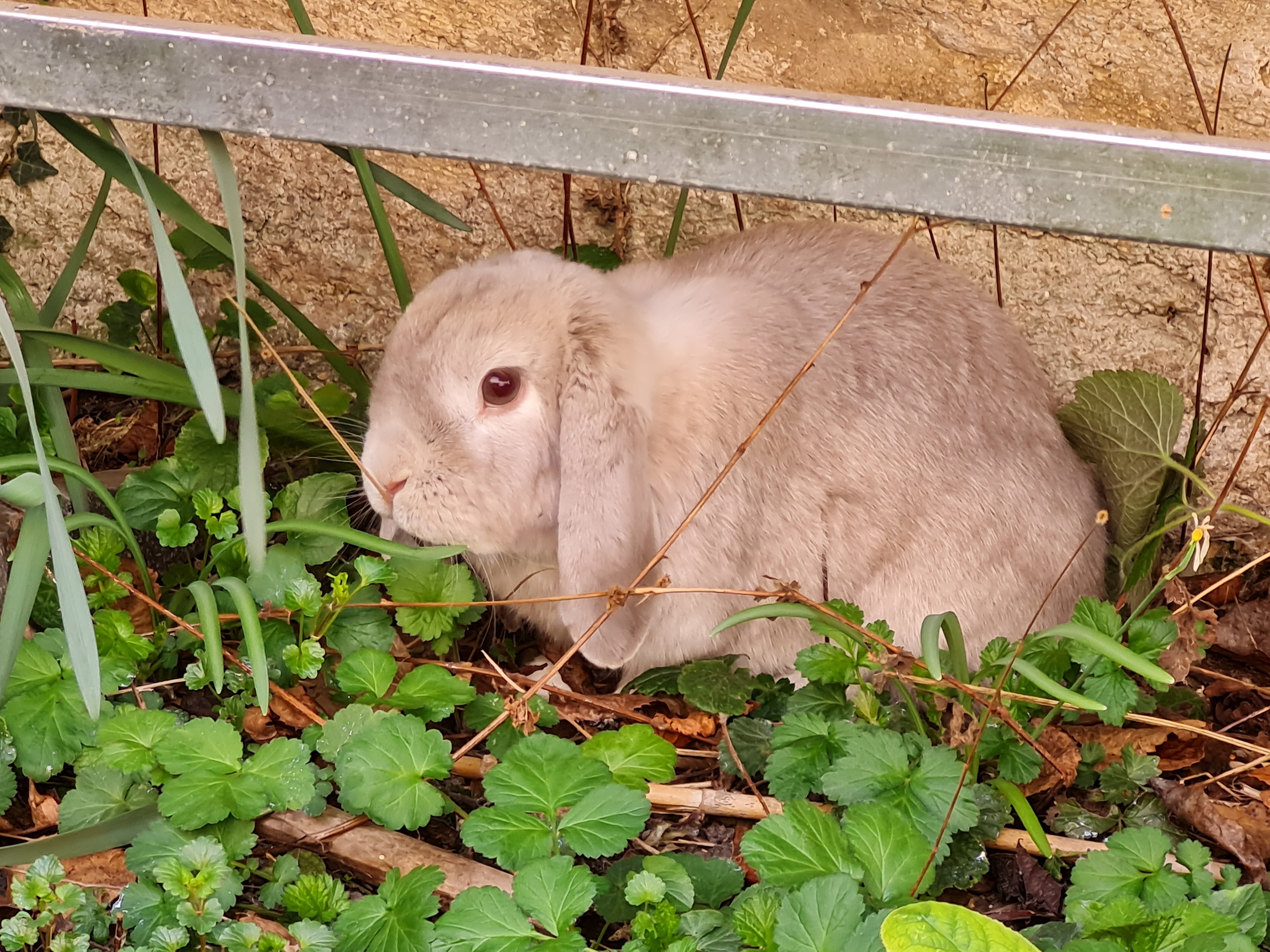 Service garde lapin 92 entre particuliers