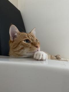 Service : garde animaux Service : garde animaux