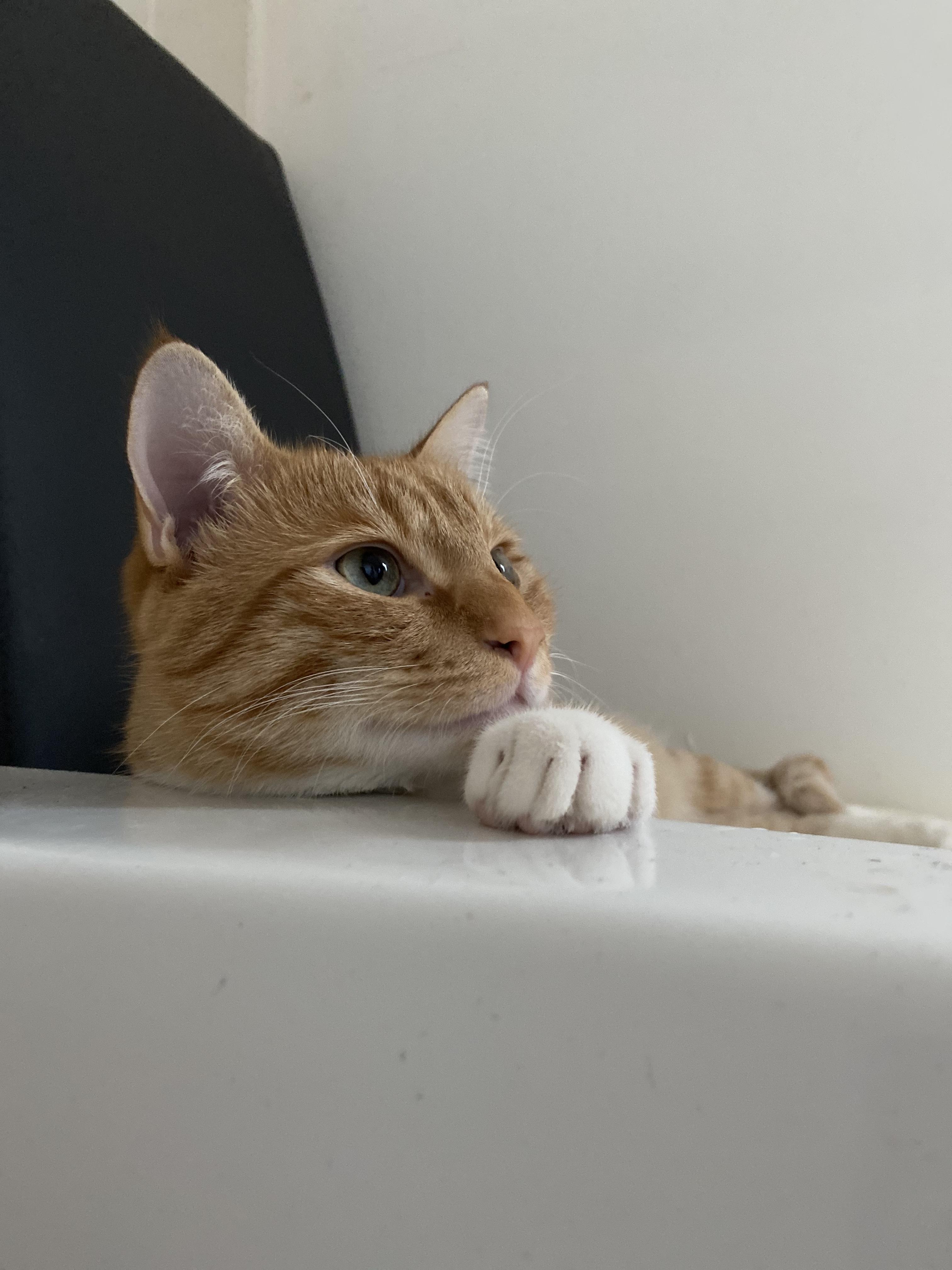 Service garde animaux 44 entre particuliers