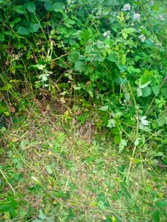 Service : debroussaillage Service : debroussaillage