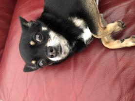 Demander ce petsitter