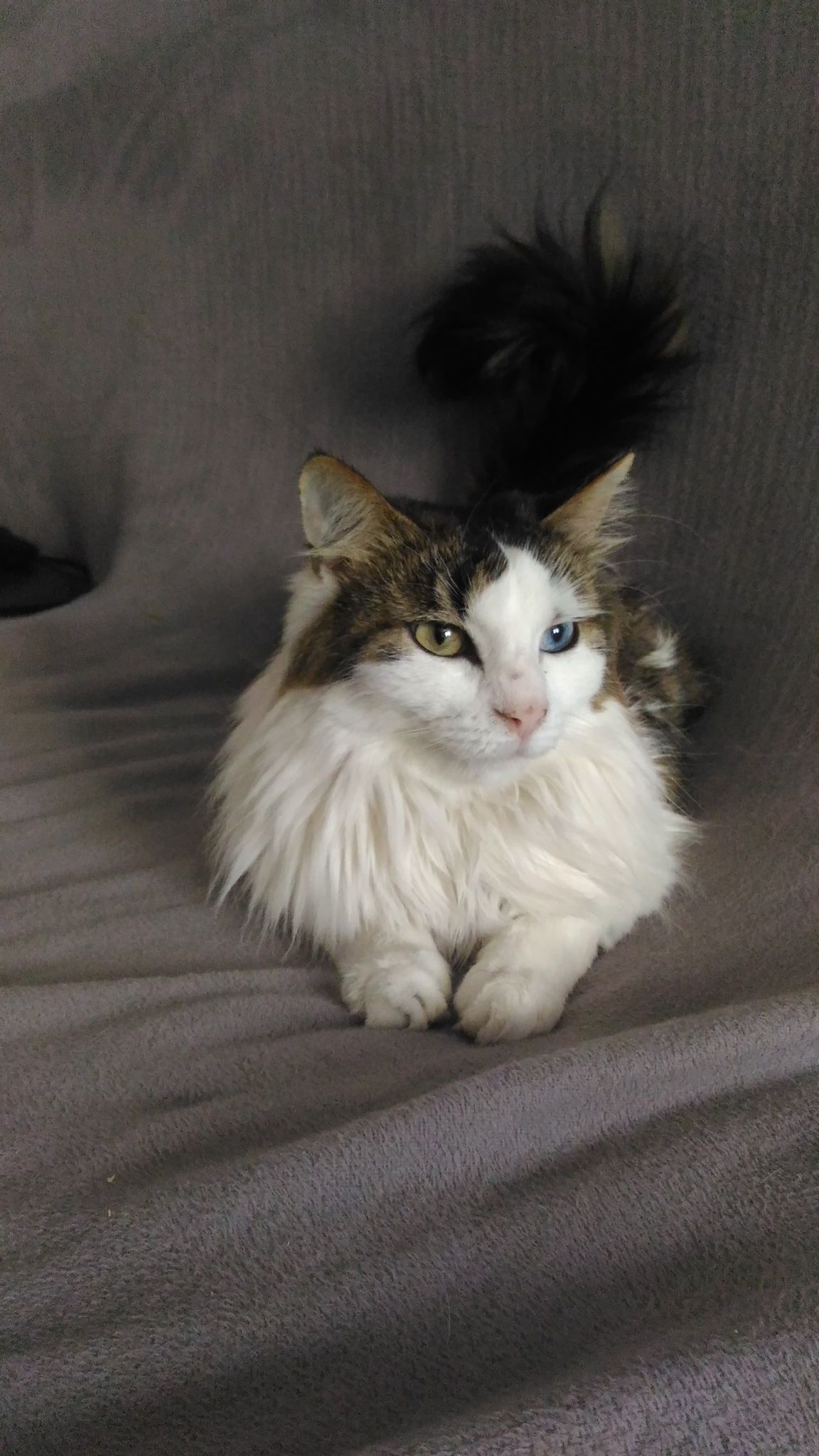 Service chat 69 entre particuliers