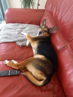 Service : chien Service : chien