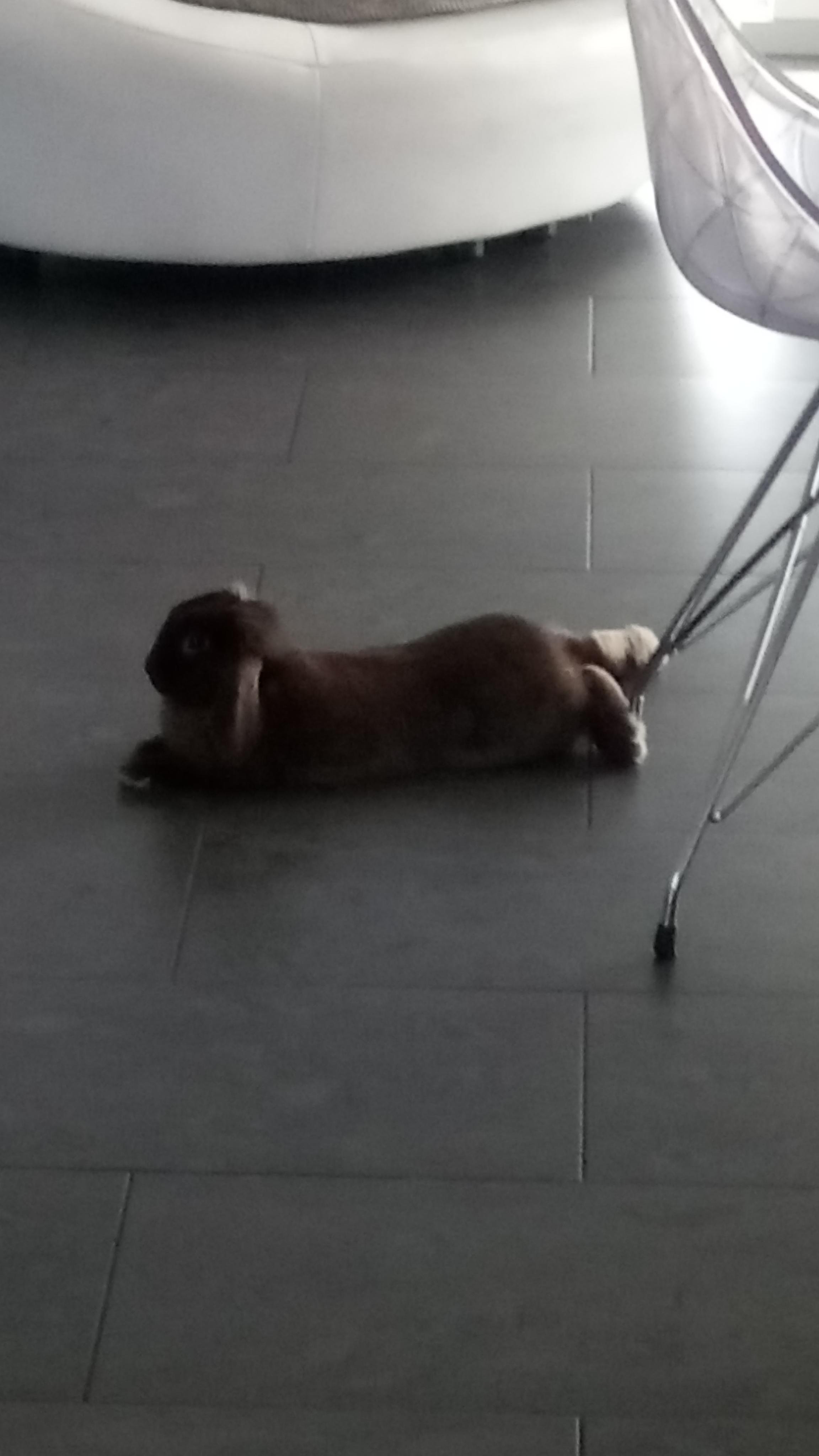 Service garde lapin 25 entre particuliers