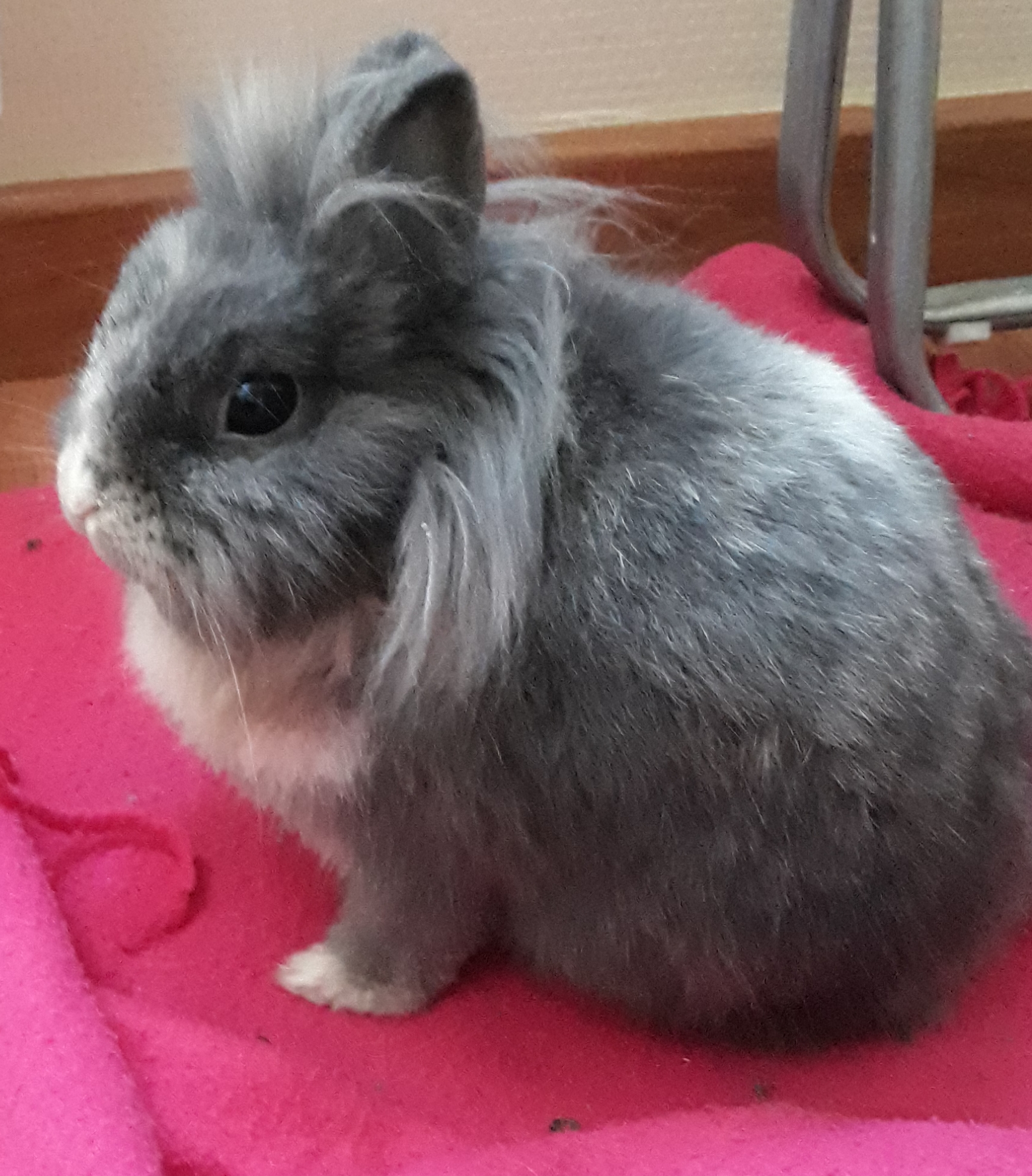 Service garde animaux 77 entre particuliers