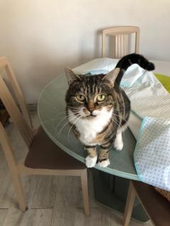 Service : chat Service : chat