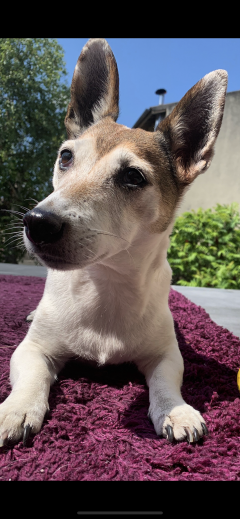 Service : chien Service : chien